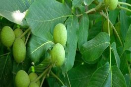 农村养猪户疫病防制技术