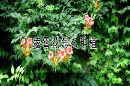 养猪高效有4妙招