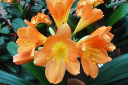 仔猪贫血症防治