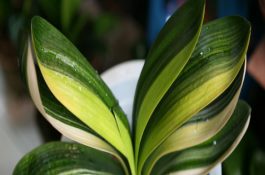 易引起中毒的猪饲料