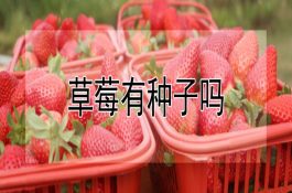 草莓有种子吗