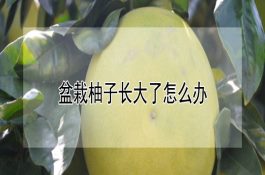 夏季猪群保健技术要点