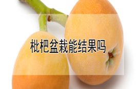 饲养特种野猪提高效益