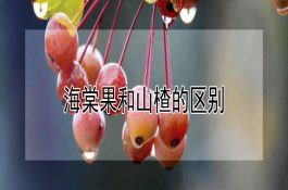 海棠果和山楂的区别