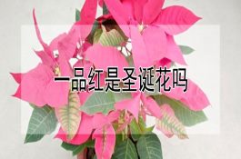 四季养猪增重诀窍