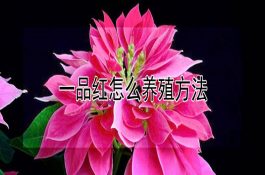 育肥猪在选择杂交组合应注意的几个方面