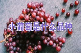 中西药结合治疗奶牛产前瘫痪