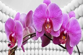 种猪利用年限有多少