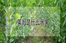 怎样选购奶牛