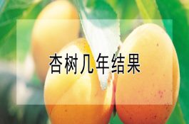 牛普通病防治技术(牛瘤胃积食) 牛普通病防治技术(牛瘤胃积食)