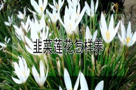 棉籽饼喂猪的方法