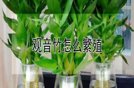 猪附红细胞体病的观察与诊治