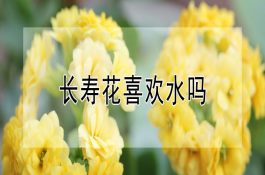 大豆叶喂猪营养丰富