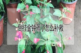 在奶牛日粮中添加脂肪的效果