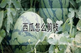 西瓜怎么剪枝