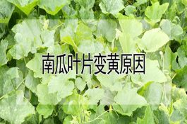 奶牛寄生虫病的危害和损失