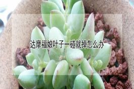 鸡鸭鹅与猪混养可能发生高致病性禽流感