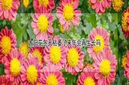 冬春幼猪多喂些胡萝卜好