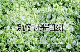 穿心莲与牡丹吊兰区别