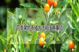 四季果的养殖方法和注意事项（详解）