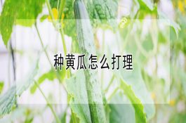 有关奶牛的后裔鉴定技术