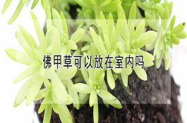 微生态发酵床养猪（减少对疾病发生改变生长环境）