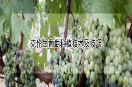 养猪饲料的选择