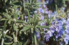 什么是蛇瓜花叶病毒病