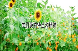 养好繁殖母猪妙招