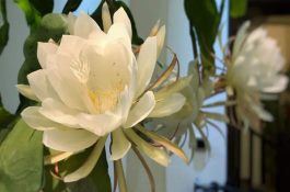 选择猪饲料三个未必要知道