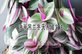 特种野猪种公猪的饲养如何管理