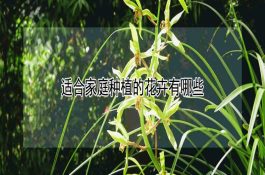 猪病手册--钩端螺旋体病