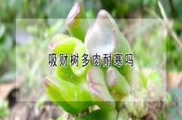 提高猪出栏率的诀窍