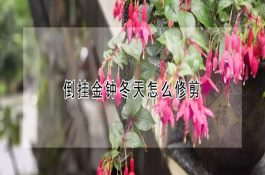 购进苗猪时要注意的事项