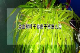 养猪要防碘缺乏