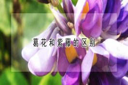 猪瘟合并弓形体病的诊治