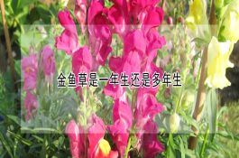 看眼辨猪病