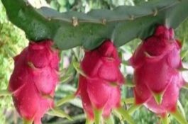 青饲料喂猪的技术