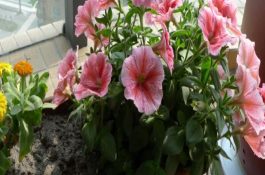 怀孕和乳母猪饲养管理技术