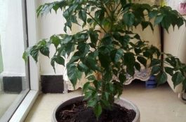 猪饲料利用盐水发酵好