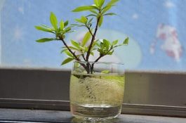 猪住肉孢子虫病的病因和治疗措施