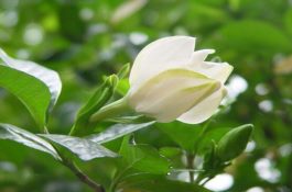 栀子花叶子蔫了怎么办(四种原因以及解决办法) 栀子花叶子蔫了怎么办(四种原因以及解决办法)
