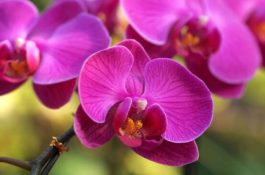 蝴蝶兰开花前怎么养护（教你五种好方法花开的茂盛）