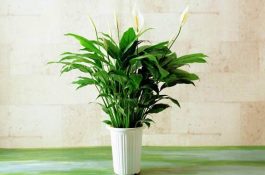 一帆风顺能浇淘米水吗（做好这三点使盆土更加肥沃(能浇)）