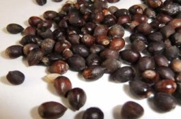 红豆杉种子怎么种（做好这四点就会生根发芽）