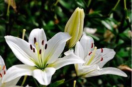 百合花放在室内有毒吗（花香导致失眠、恶心（烦乱(无毒)）