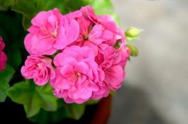 仔猪补栏前后饲养管理要点