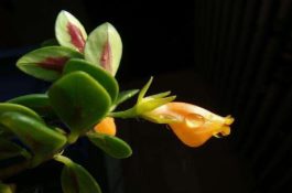 金鱼吊兰好养吗（选择好盆土是关键/施肥浇水光照合适）