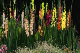 高温怎样提高种猪繁殖力