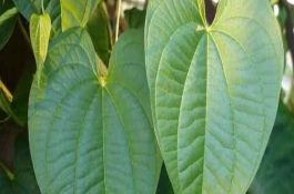 修剪植物剪掉叶片是什么原因？这些情况要当心